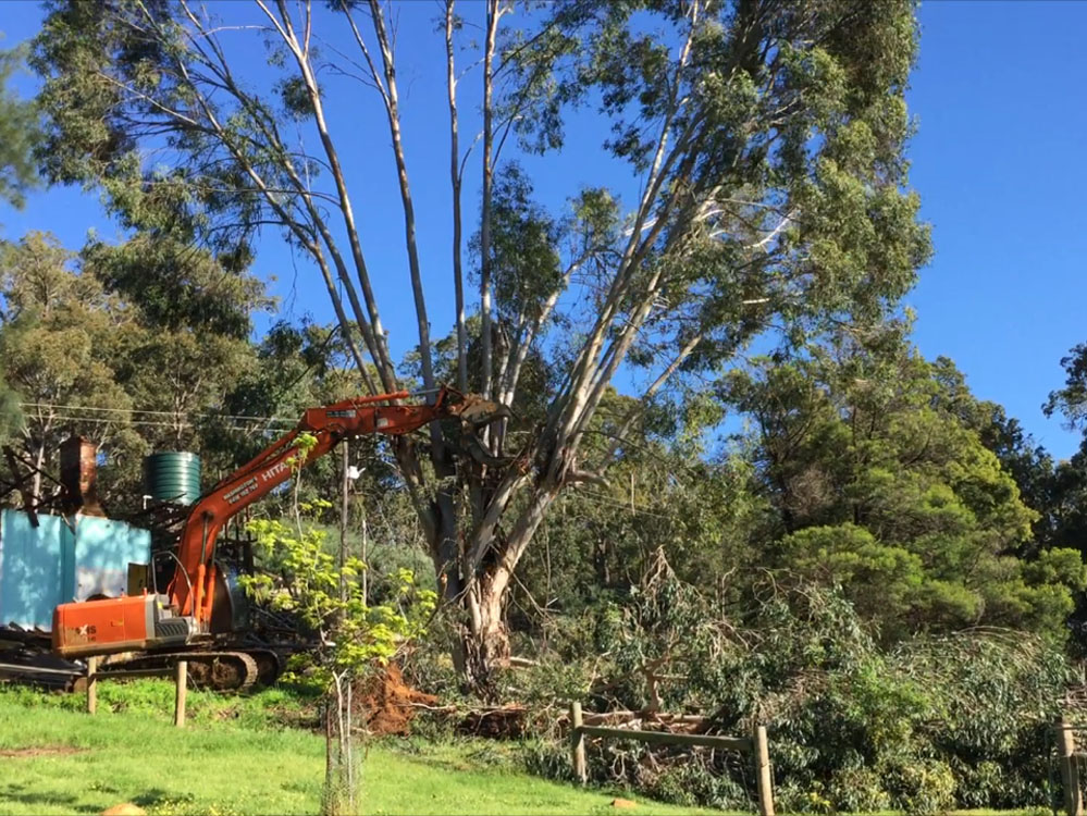 tree removal pickering brook